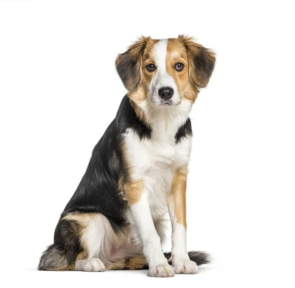 Mixed-breed with a border collie sitting isolated on white — Stock Photo, Image