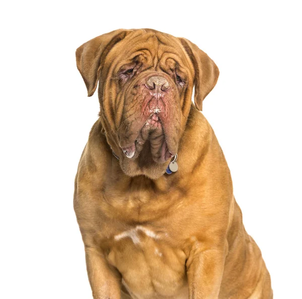 Beyaz arka planda oturan Dogue de bordeaux — Stok fotoğraf