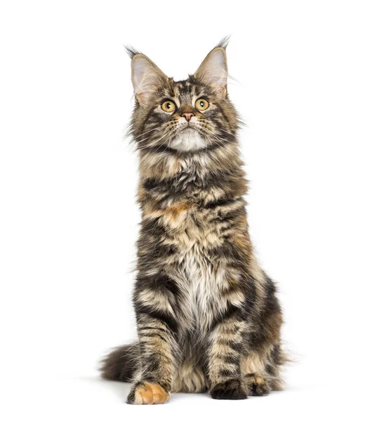 Main coon cat sitting against white background — Stock Photo, Image