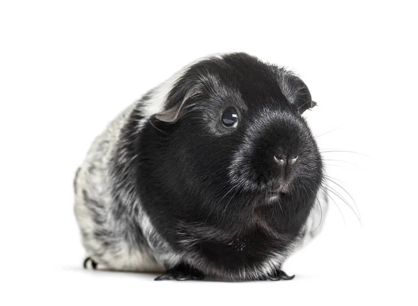 Guinea pig against white background — Stock Photo, Image