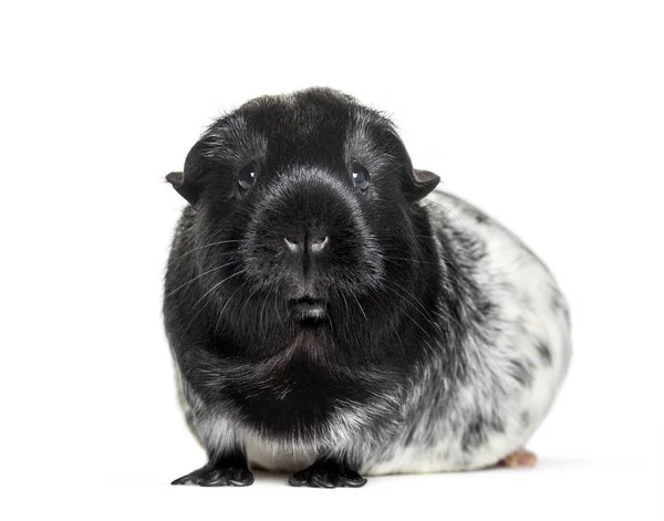 Guinea pig against white background — Stock Photo, Image