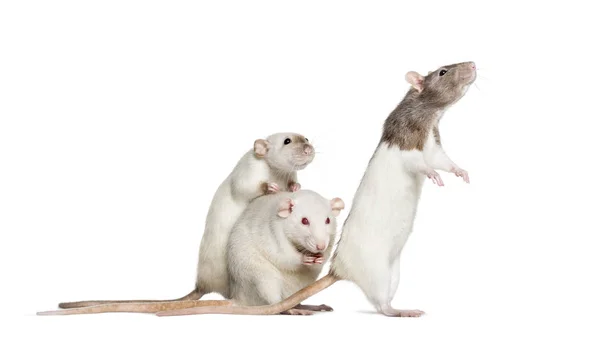 Rats domestiques contre isolés sur blanc — Photo