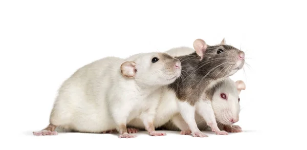 Domestic rats against white background — Stock Photo, Image