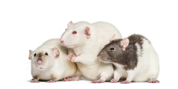 Ratos domésticos contra fundo branco — Fotografia de Stock