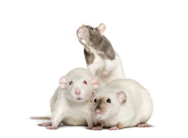 Domestic rats against white background — Stock Photo, Image