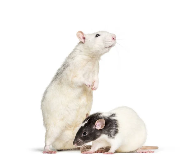 Домашние крысы на белом фоне — стоковое фото