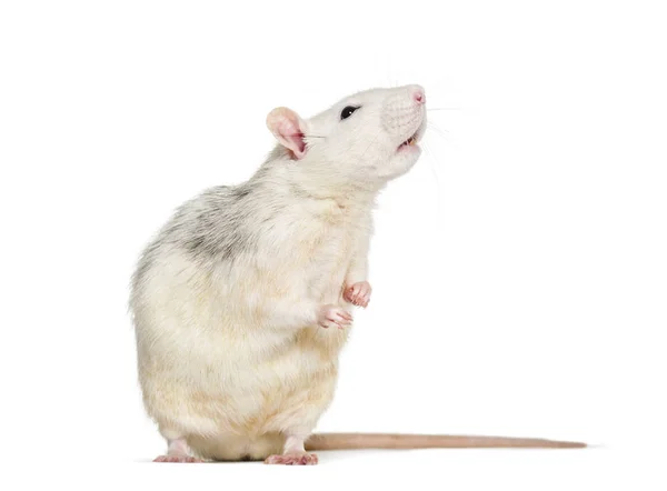 Домашняя крыса на белом фоне — стоковое фото