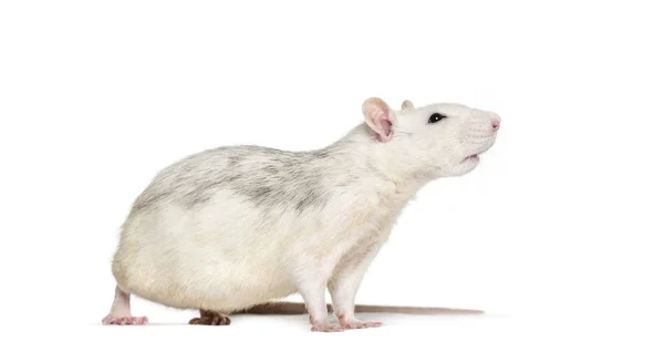 Domestic rat against white background — Stock Photo, Image