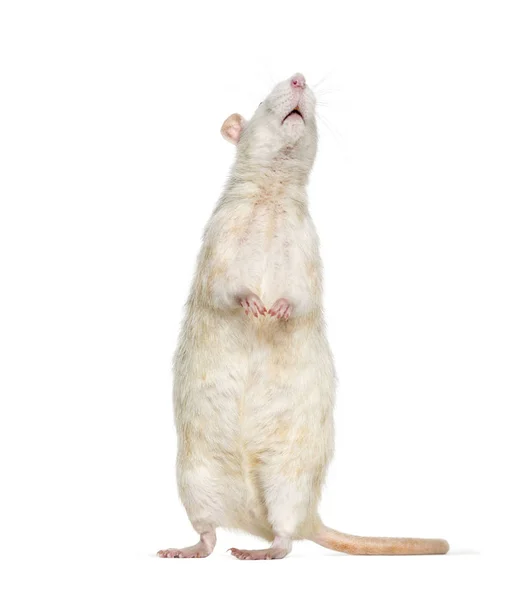 Domestic rat against white background — Stock Photo, Image