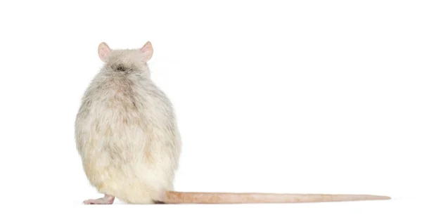 Back view of a domestic rat sitting isolated — Stock Photo, Image