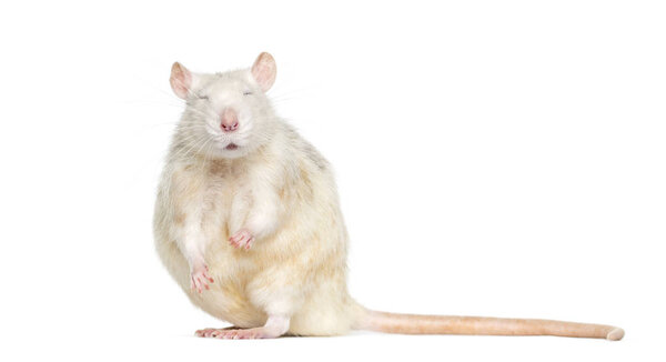 Domestic rat with eyes closed against white background