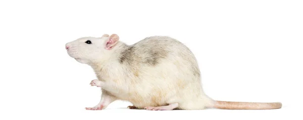 Домашняя крыса на белом фоне — стоковое фото