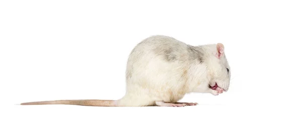 Rat domestique assis sur fond blanc — Photo