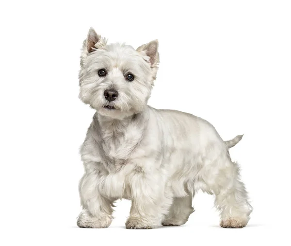 West Highland White Terrier standing against white background — Stock Photo, Image