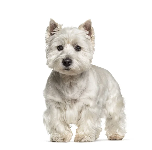 West Highland White Terrier staat tegen witte achtergrond — Stockfoto