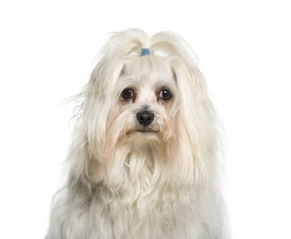 Close-up of a Maltese isolated on white — Stock Photo, Image