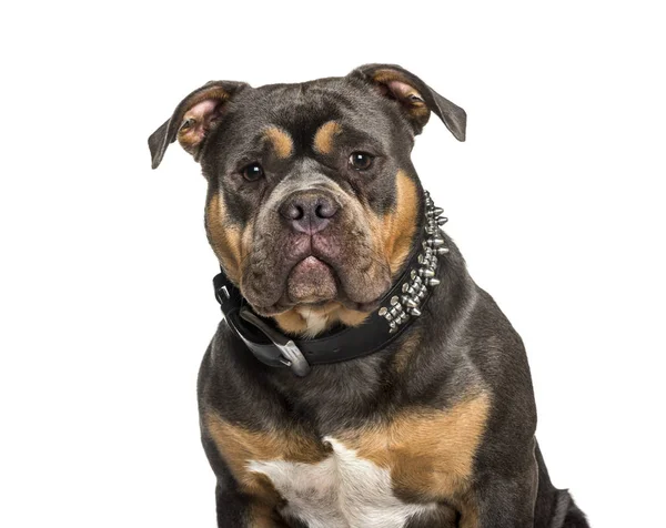 American Bully sitting against white background — Stock Photo, Image