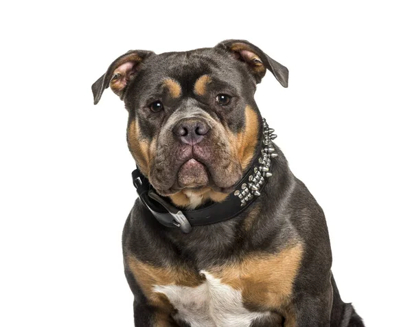 American Bully siedzi na białym tle — Zdjęcie stockowe