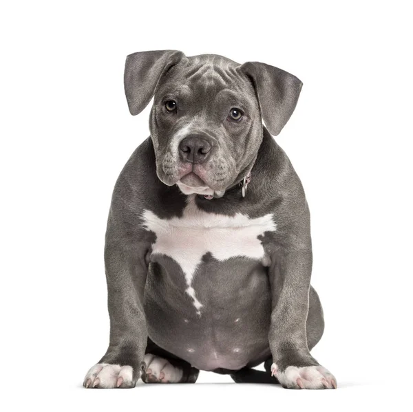 Young American Bully sitting against white background — Stock Photo, Image