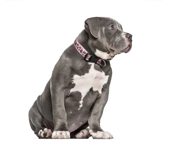 Young American Bully sitting against white background — Stock Photo, Image