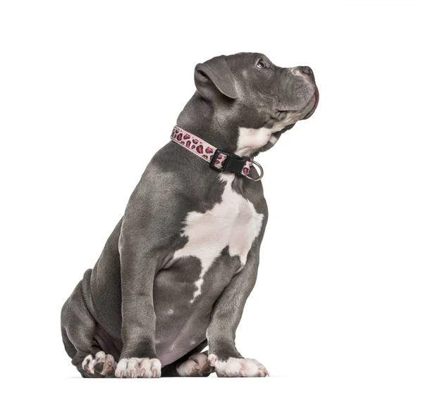 Young American Bully sitting against white background — Stock Photo, Image