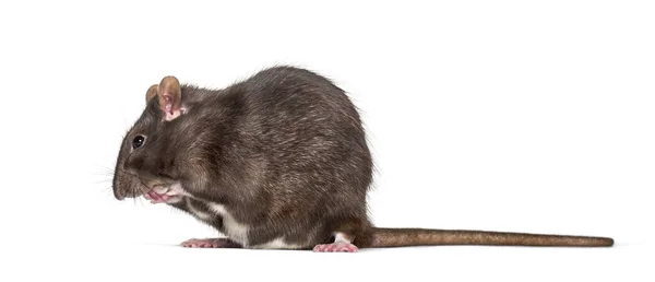 Rato doméstico limpando-se contra fundo branco — Fotografia de Stock