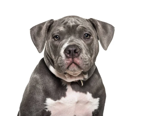Young American Bully against white background — Stock Photo, Image