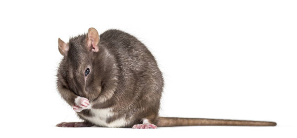 Domestic rat cleaning itself against white background