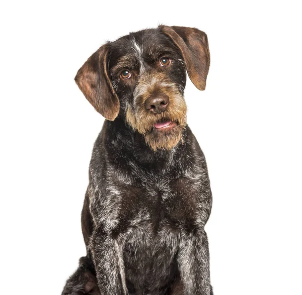 German Wirehaired Pointer also know as Drahthaar sitting — Stock Photo, Image