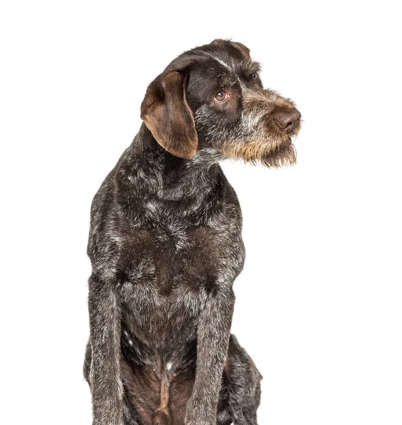 Német Wirehaired Pointer is ismert, mint Drahthaar ül — Stock Fotó