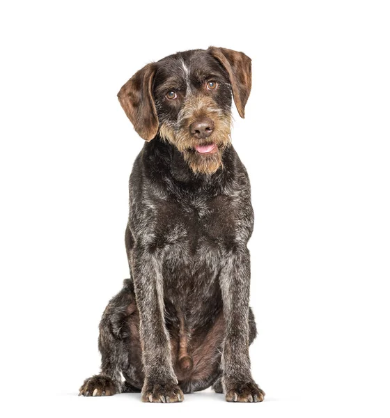 Tedesco Wirehaired Pointer noto anche come Drahthaar seduta — Foto Stock