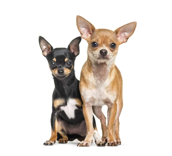 Dois Chihuahuas sentados contra fundo branco — Fotografia de Stock