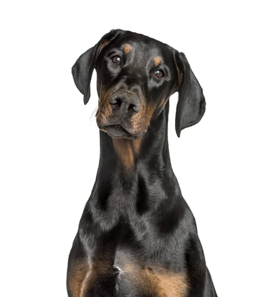 Doberman tegen geïsoleerd op wit — Stockfoto