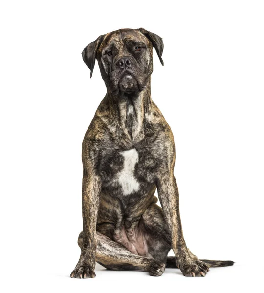 Bulldogge sitzt vor weißem Hintergrund — Stockfoto