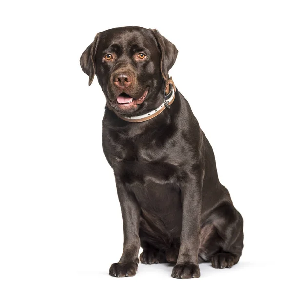 Schoko-Labrador Retriever sitzt vor weißem Hintergrund — Stockfoto