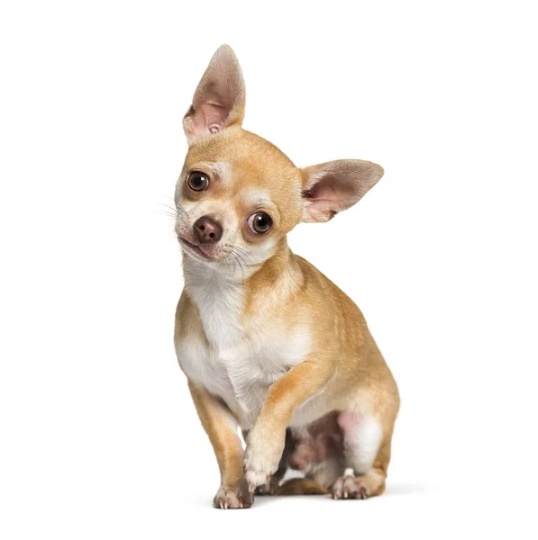 Chihuahua sitting against white background — Stock Photo, Image