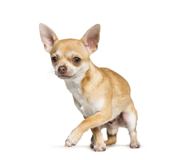 Chihuahua de pé contra fundo branco — Fotografia de Stock