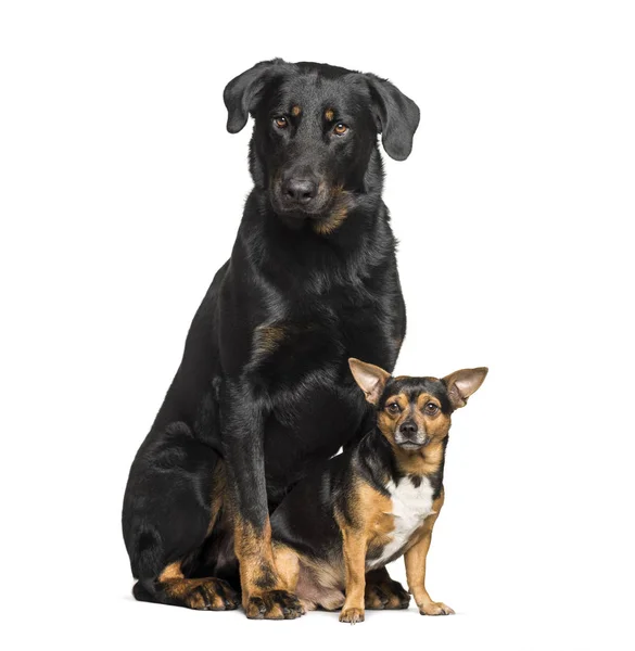 Beauceron mit einem Mischlingshund, der auf weißem Grund sitzt — Stockfoto