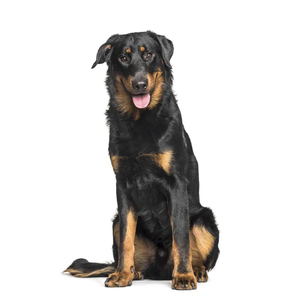 Beauceron sitting against white background — Stock Photo, Image