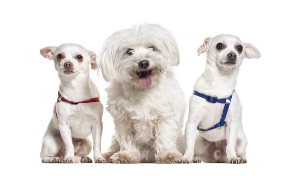 Chihuahua cães e malteses sentado contra fundo branco — Fotografia de Stock