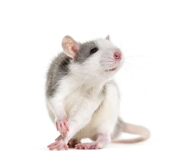 Молодая крыса на белом фоне — стоковое фото