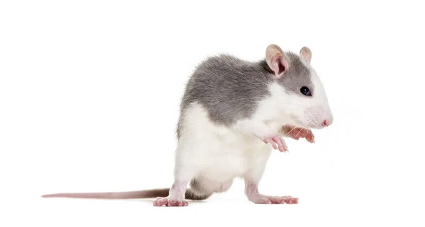 Молодая крыса на белом фоне — стоковое фото