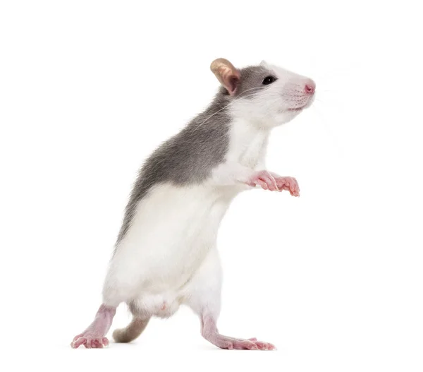 Young Rat rearing up to sniff against white background — Stock Photo, Image