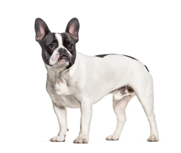 Bulldog francés permanente contra el fondo blanco — Stok fotoğraf