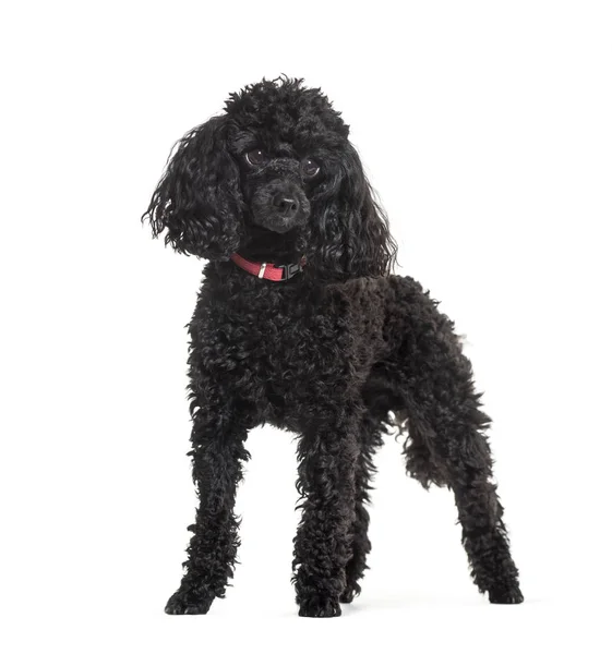 Poodle standing against white background — Stock Photo, Image