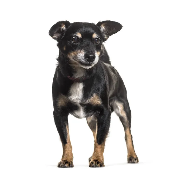 Mixed-breed dog standing against white background — Stock Photo, Image