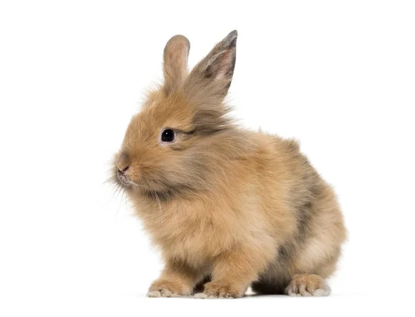 Młody królik, czteromiesięczny, siedzący naprzeciw białego — Zdjęcie stockowe