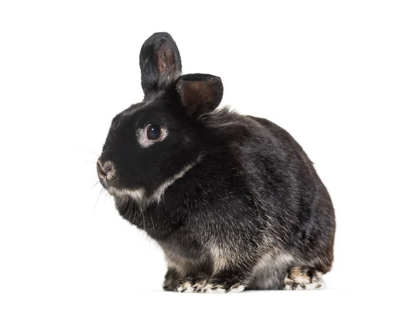 Zwart konijn kijken naar camera in de voorkant van witte achtergrond — Stockfoto