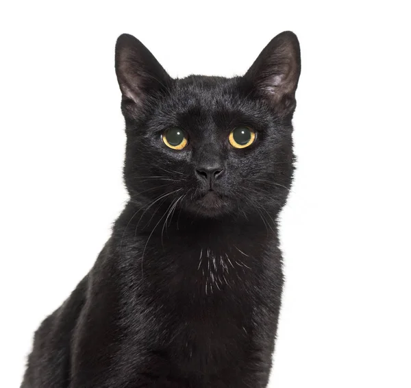 Negro mestizo-crianza doméstica gato sentado sobre blanco fondo — Foto de Stock