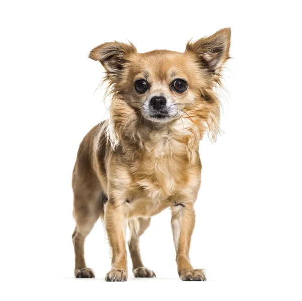 Chihuahua pes stojí proti bílému pozadí — Stock fotografie